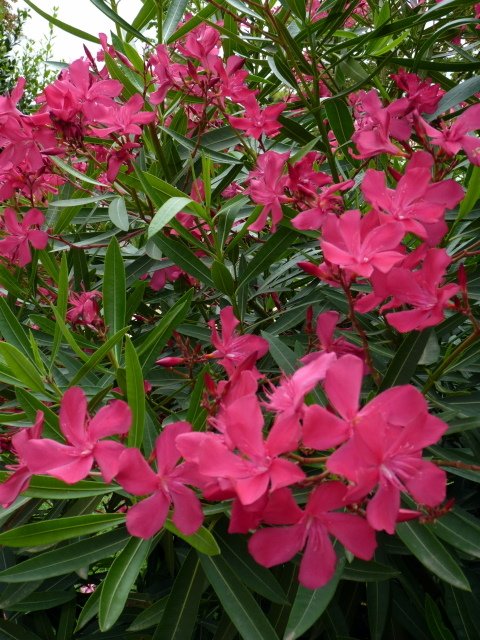 Nerium oleander rose